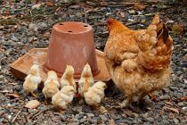 Boom: Landwirte verleihen Hühner