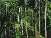 So viel Schmerzensgeld bekommen die Dschungelcamp-Kandidaten