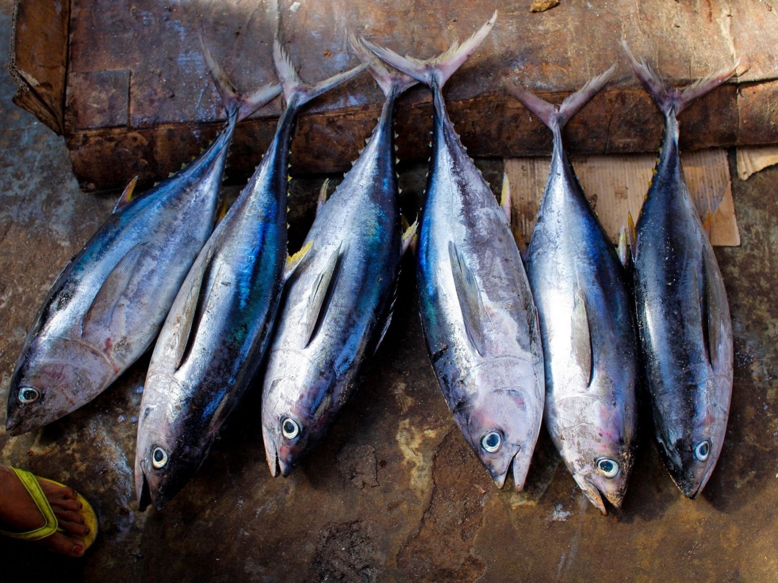 Kuriose Köstlichkeiten Was ist Ōtoro? ZASTER