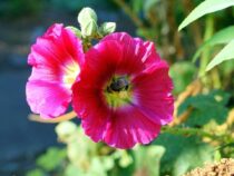 Sind Pflanzen im Web günstiger?