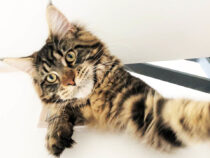 So viel kostet dich eine Katze im Jahr