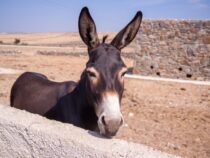 Was ist eigentlich Money Muling?