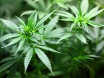 Cannabis-Aktien: Kommt jetzt das High?