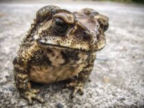 Kröten, Kohle, Mäuse: Woher kommen unsere Bezeichnungen für Geld?