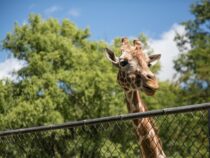 Zwangstötung in Zoos? So viel kostet eine Tier-Patenschaft