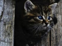 Das sind die zehn teuersten Katzenrassen der Welt