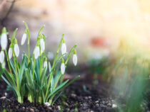 Frühlingsgefühle in ﻿Coronazeiten