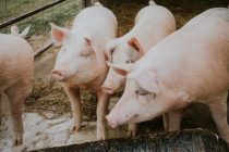Zahl der Autos nimmt zu, Netflix setzt auf deutsche Inhalte, Schweinefleisch soll verramscht werden