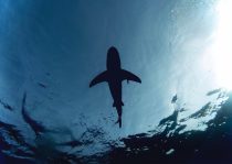 Ein Drittel aller Haie und Rochen vom Aussterben bedroht, Sixt startet 2022 mit Robotertaxis in Deutschland, Dänisches Bettenlager bennent sich um