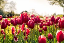 Holland: Mehr als Käse und Tulpen