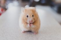 Zeit für Hamsterkäufe?