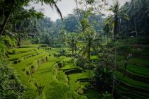 About You-Aktie steigt kräftig, Erwerbsminderungsrenten nehmen zu, Einreisegebühr für Bali-Reisende