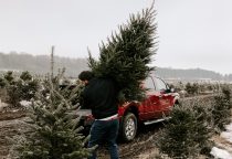 Gebrauchtwagenmarkt bricht ein, Weihnachtsbäume werden teurer, Einwanderung auf Rekordhoch