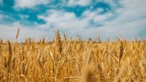 Rüstungsaktien im Aufwind, Qualitätseinbußen beim Getreide, Wohneigentum wird unattraktiver