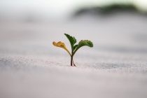 Langfristig überdurchschnittliche Ergebnisse mit weniger Schwankungen: der SQUAD Growth