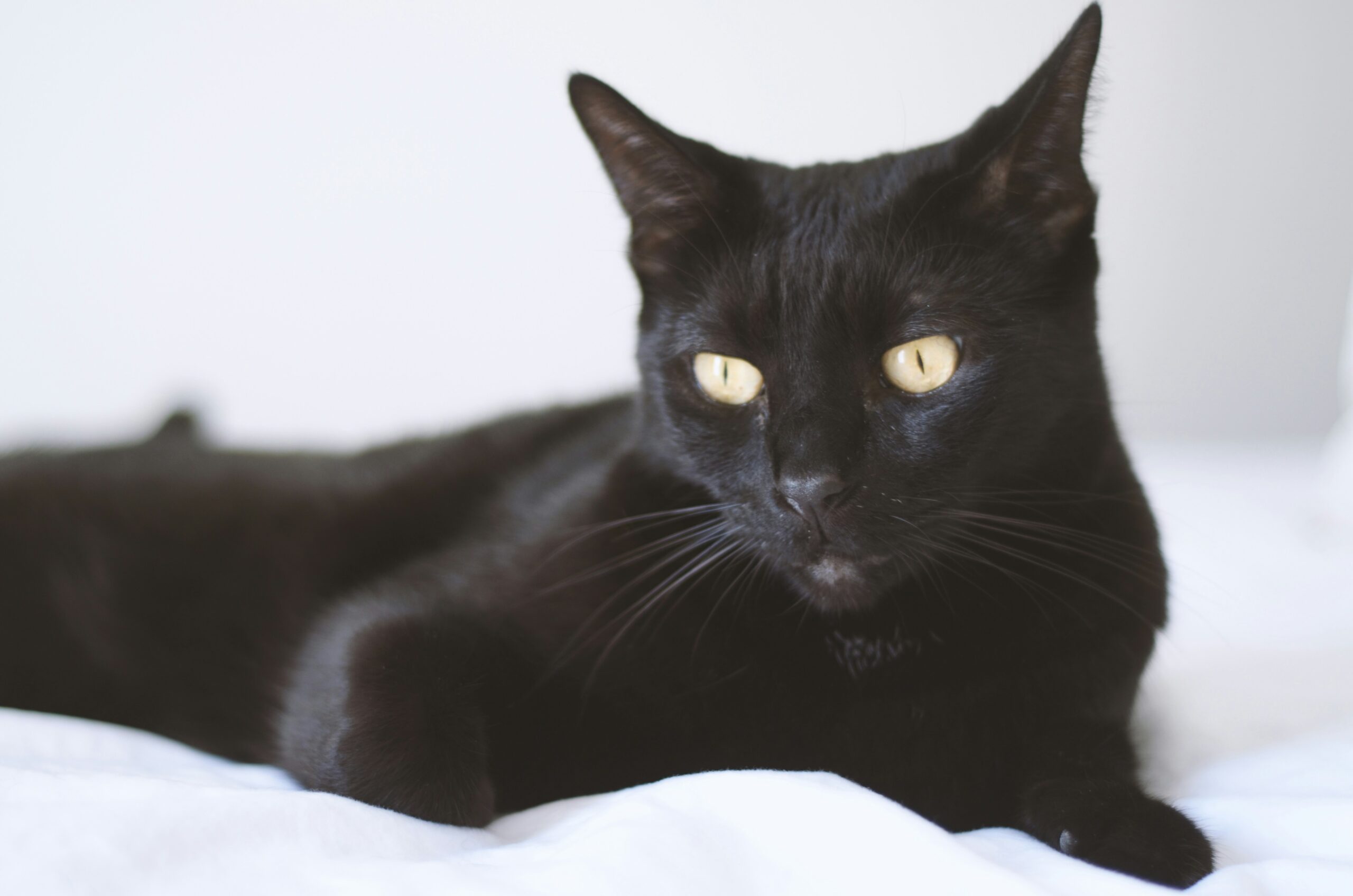 Bombay Katze