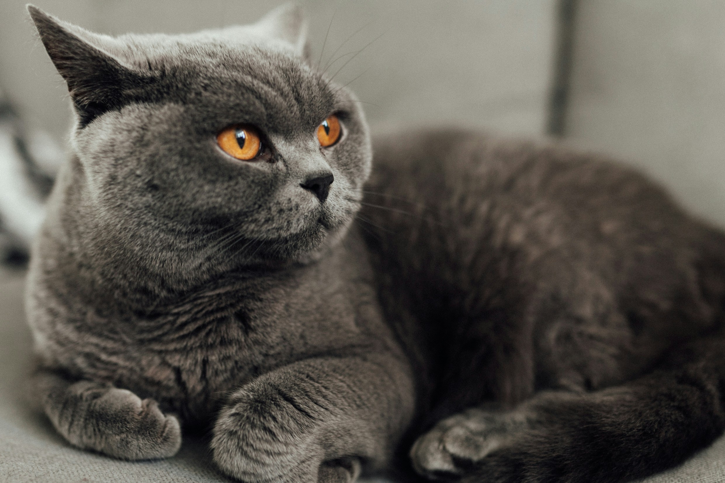 Britisch Kurzhaar Katze