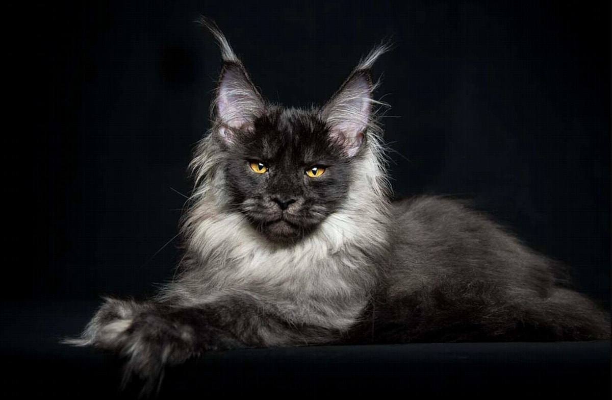 Maine Coon Katze