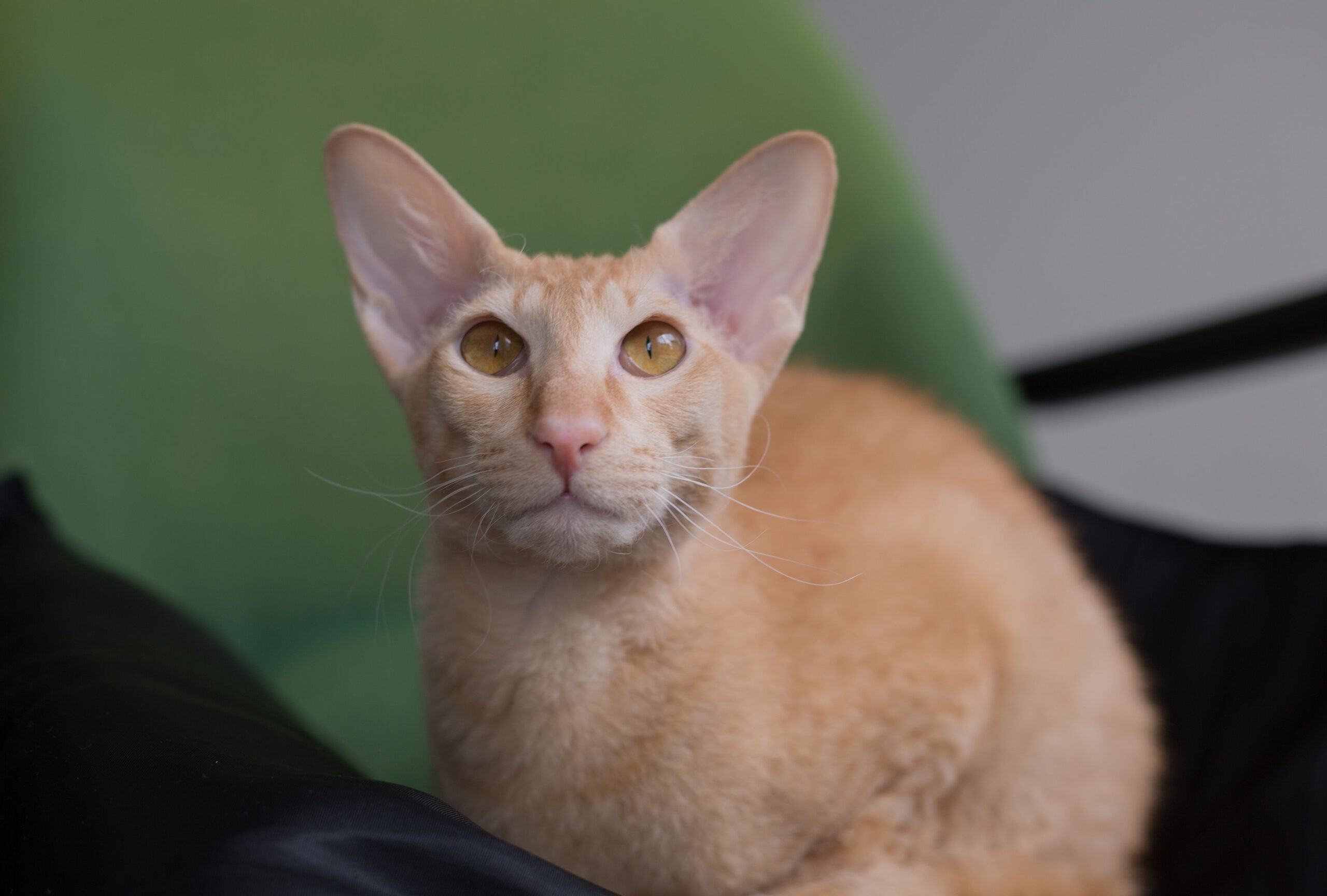 Peterbald Katze