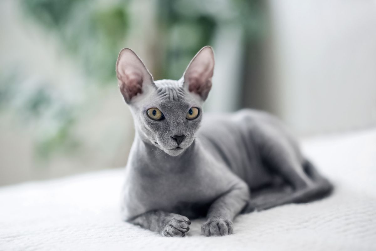 Sphynx Katze