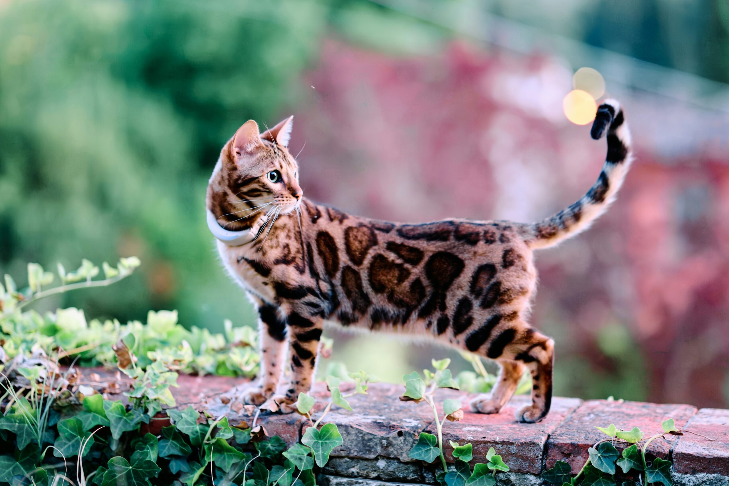 Bengal Katze