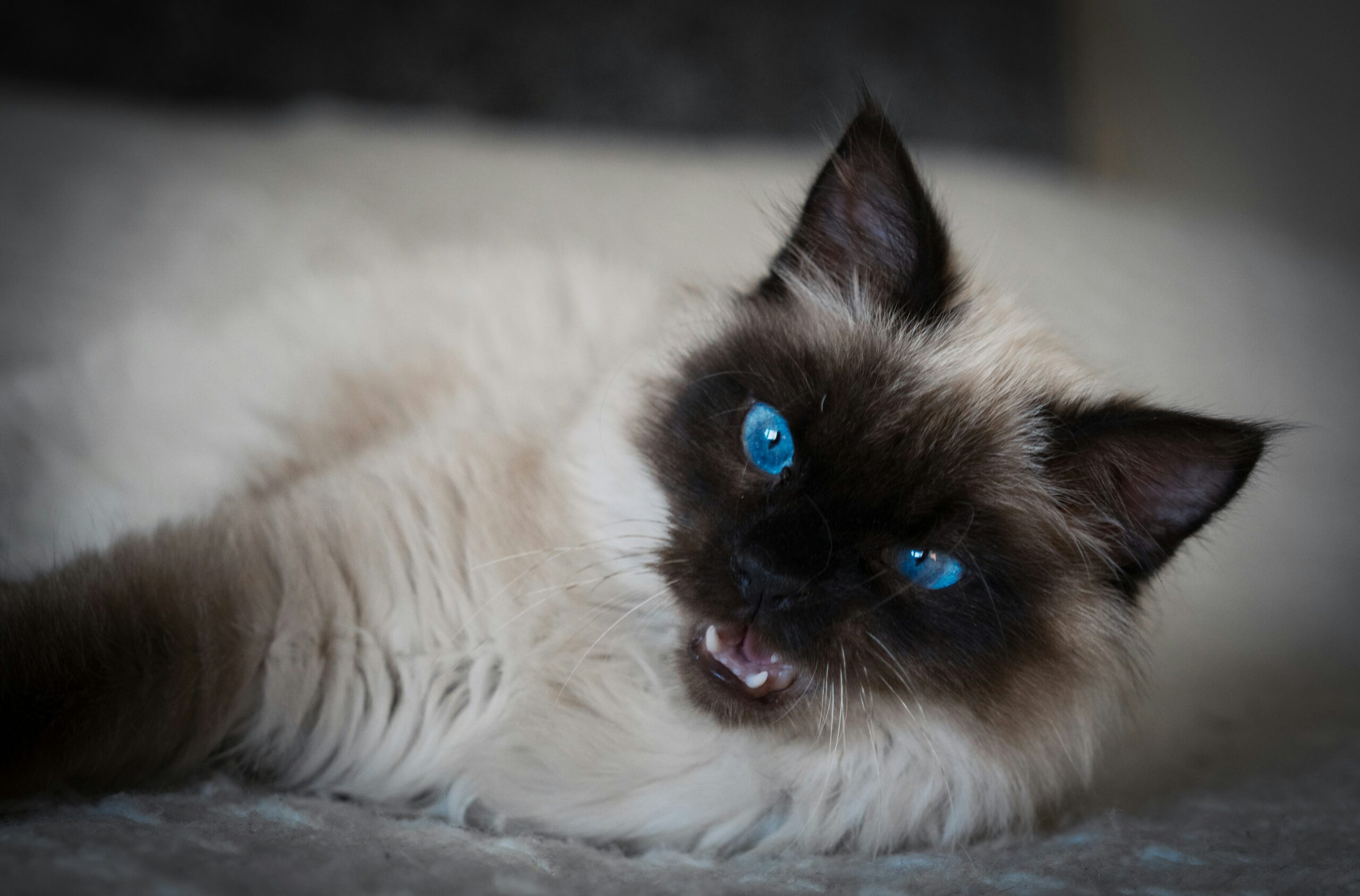 Ragdoll Katze